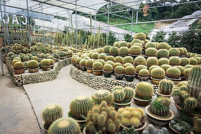Cameron Highland Full Day Tour from KL City Private Tour - Leaving Kuala Lumpur at 7:00 am
