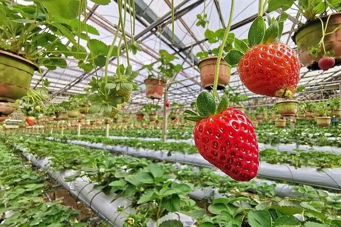 Cameron Highland Full Day Tour from KL City Private Tour - Strawberry picking and fresh produce