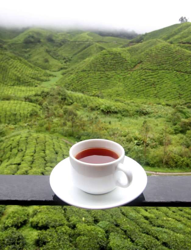 Cameron Highlands 1 Day Tour from Kuala Lumpur - Key points to know before booking