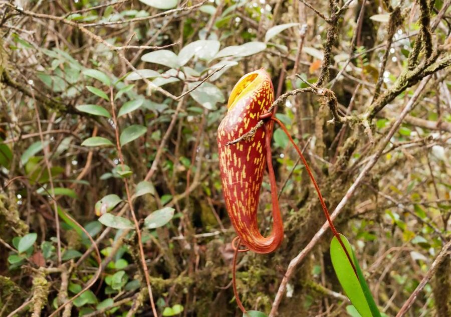 Cameron Highlands 1 Day Tour from Kuala Lumpur - A private vehicle makes the long day easier