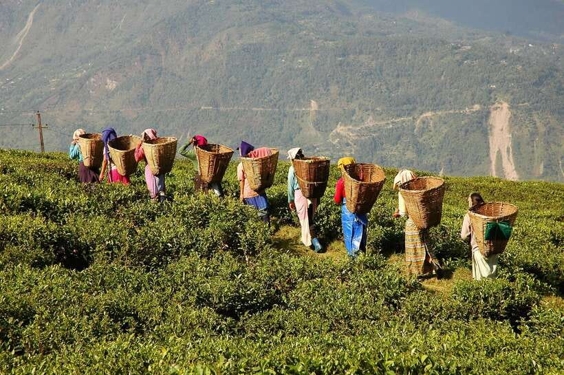 Cameron Highlands 1 Day Tour from Kuala Lumpur - Leaving Kuala Lumpur at 7 am