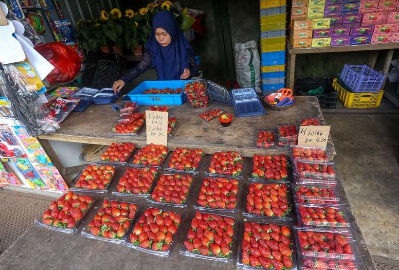 Cameron Highlands 1 Day Tour from Kuala Lumpur - Bharat Tea Plantation and the greenest views