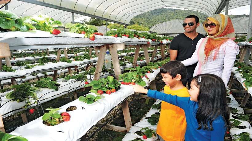 Cameron Highlands 1 Day Tour from Kuala Lumpur - Strawberry farms and the problem of commercial stops
