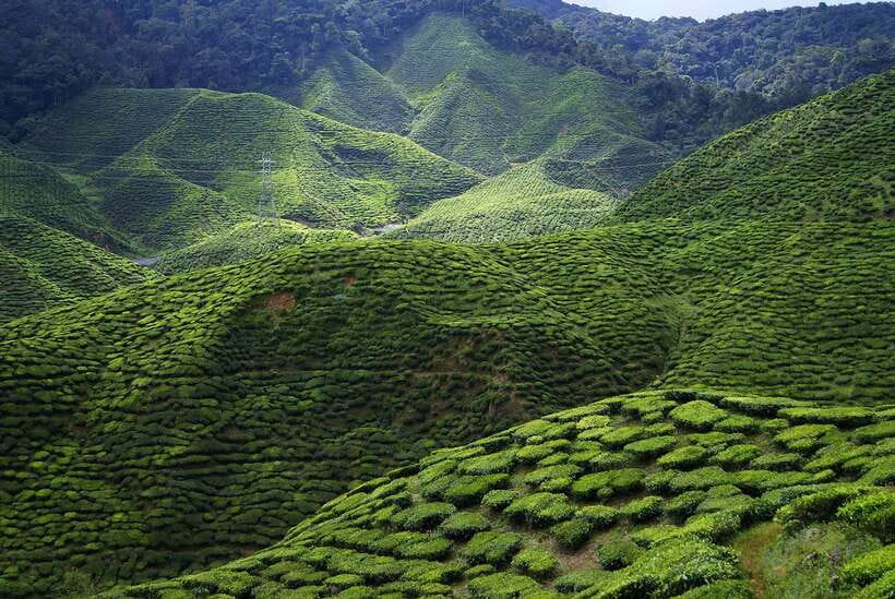 Cameron Highlands 1 Day Tour from Kuala Lumpur - Sam Poh Temple offers a quieter pause
