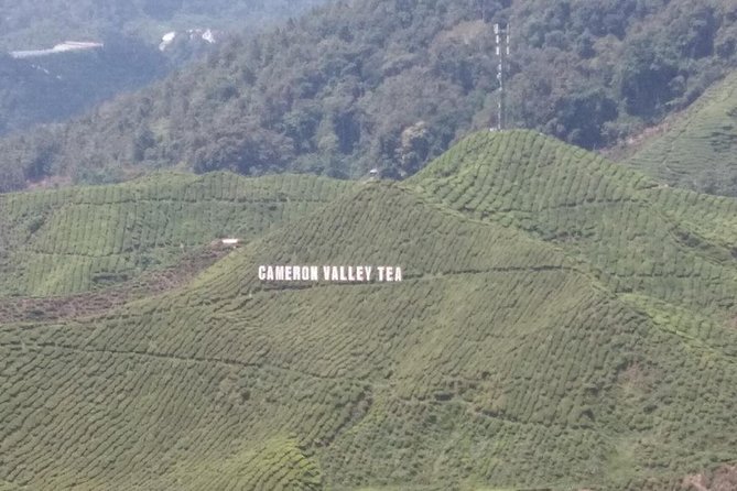 Cameron Highlands 3 Days 2 Night Tours Private (per Vehicle) - Day two: Boh Tea Estate and the highland farms