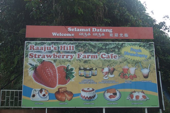 Cameron Highlands Amazing Day Trip Tour with Local Lunch - Cameron Bharat Tea Estate and the first highland views