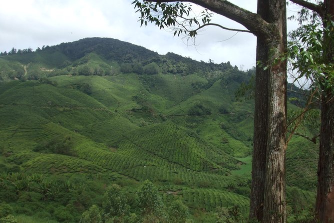 Cameron Highlands Amazing Day Trip Tour with Local Lunch - Bee Farm, honey tasting, and extra purchases