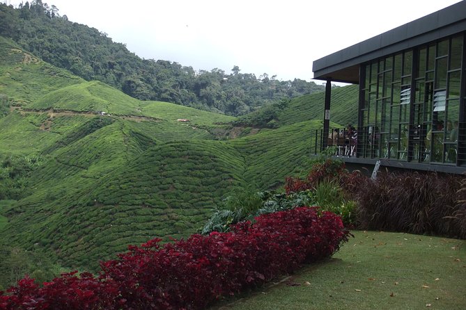 Cameron Highlands Amazing Day Trip Tour with Local Lunch - The 7:00 am start and the road to the hills