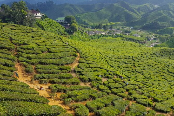 Cameron Highlands Full-Day Tour from Ipoh with Lunch - Kea Farm Market: produce, flowers, and local color