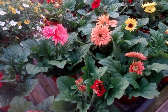 Cameron Highlands, Garden of Nature Full Day Private Guided Tour - Strawberries, flowers, fruit, and vegetables