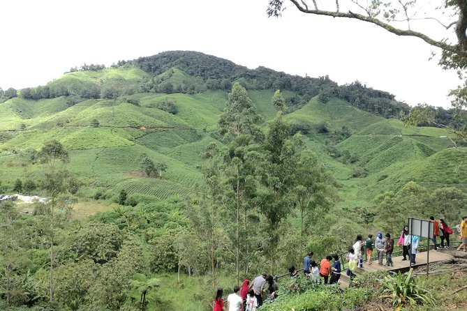 Cameron Highlands, Garden of Nature Full Day Private Guided Tour - Steamboat lunch at the mountain peak