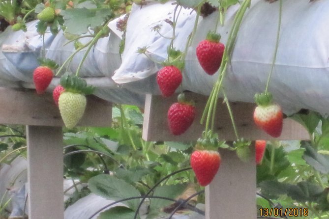 Cameron Highlands, Garden of Nature Full Day Private Guided Tour - Private touring and driver quality