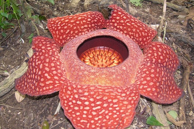 Cameron Highlands: Nature's Wonder Amazing Rafflesia Explorer - Why the rafflesia search is worth your time