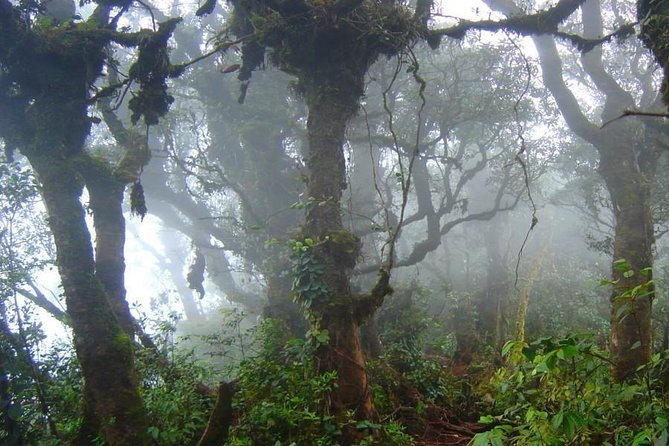 Cameron Highlands: Nature's Wonder Amazing Rafflesia Explorer - Brinchang, farms, and the highland working town