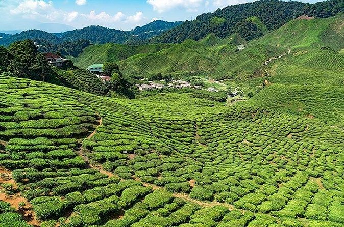 Cameron Highlands One Day Trip from Kuala Lumpur Privately Organised - BOH Viewpoint and the tea-making story