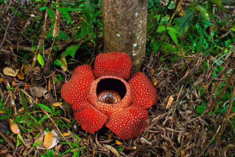 Cameron Highlands Private Day Tour from Kuala Lumpur - Key points before you book