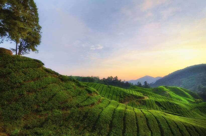 Cameron Highlands Private Day Tour from Kuala Lumpur - Cactus Valley or Lavender Garden