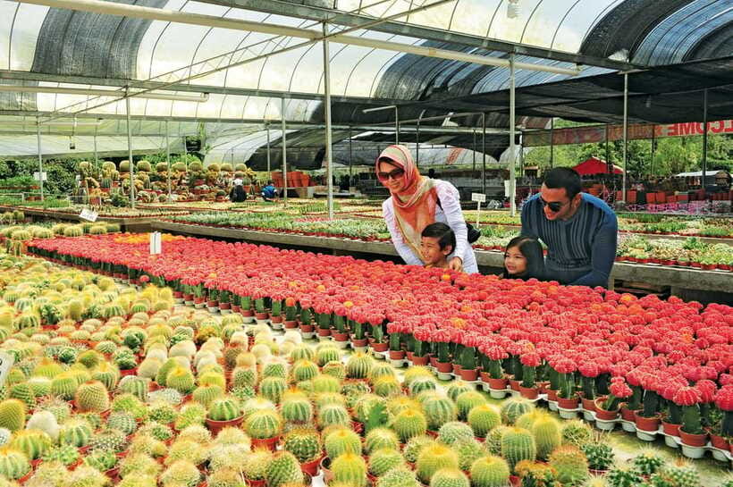 Cameron Highlands Private Day Tour from Kuala Lumpur - Who should book this Cameron Highlands tour?