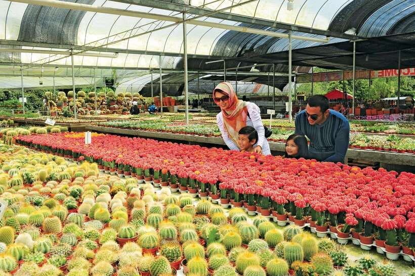 Cameron Highlands Private Day Tour from Kuala Lumpur - Two hours among the tea fields