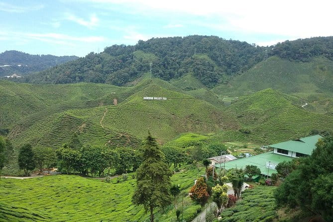 Cameron Highlands Sightseing Tour - Five things to know before you book