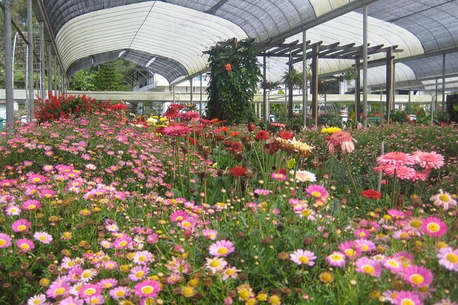 Cameron Highlands Sightseing Tour - Strawberry farms show the sweet side of the hills