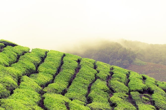 Cameron Highlands Sightseing Tour - Four hours or eight hours changes the experience