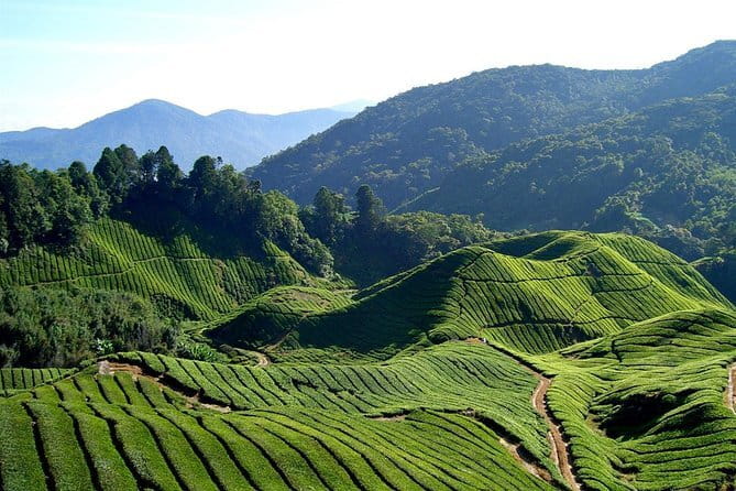 Cameron Highlands Sightseing Tour - Rose Valley begins with color and a small extra fee