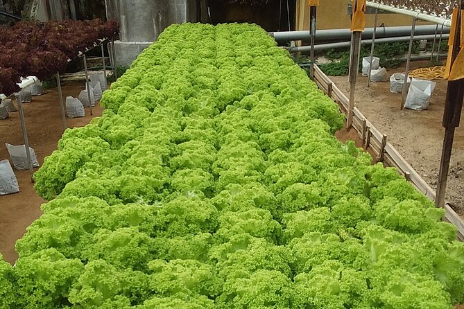 Cameron Highlands Sunrise Discovery - BOH Sungai Palas turns scenery into a story