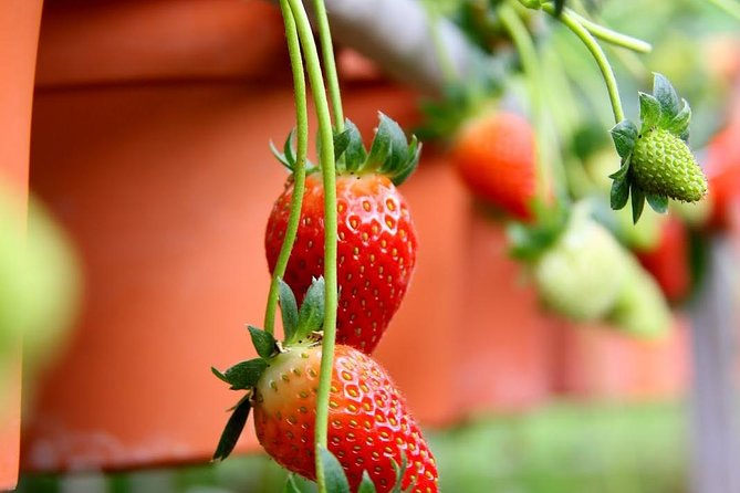 Cameron Highlands Tour from Kuala Lumpur - Butterflies, insects, and a compact farm circuit