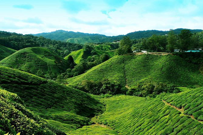 Cameron Highlands Tour from Kuala Lumpur - Strawberry Farm offers a hands-on pause