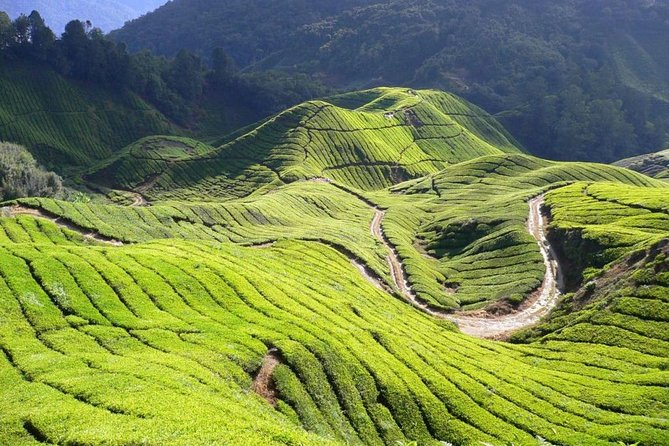 Cameron Highlands Tour from Kuala Lumpur - The return to Kuala Lumpur is the day’s hardest stretch
