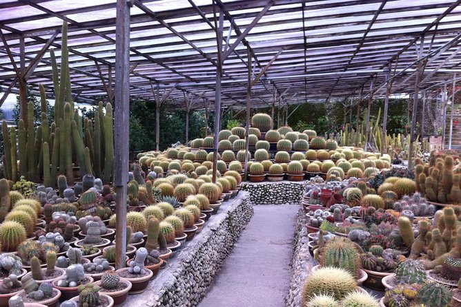 Cameron Highlands Tour From Kuala Lumpur (Private Tour) - BOH Tea Centre at Sungei Palas