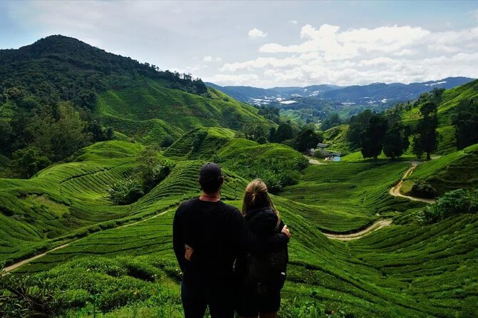 Cameron Highlands Tour from Kuala Lumpur - Cameron Bharat Tea Estate provides the day’s best views