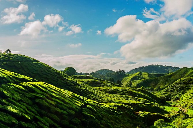 Cameron Highlands Tour on Private Basis - Why this makes a good break from Kuala Lumpur