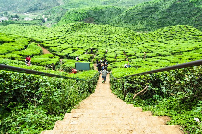 Cameron Highlands Tour on Private Basis - Strawberries, vegetables, and market stops