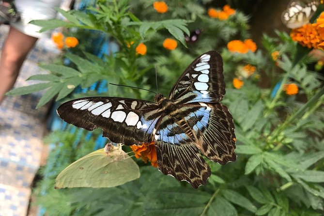 Cameron Highlands Tour on Private Basis - Lunch and the role of your guide