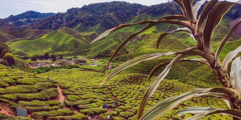 Cameroon Highland : Best nature in highland - Boh Plantation and the tea factory
