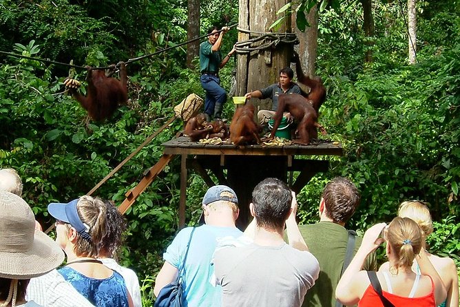 Day Trip Sepilok Orang-utan And City Tour (Flight Excluded) - The 4:30 am start and the journey to Sepilok