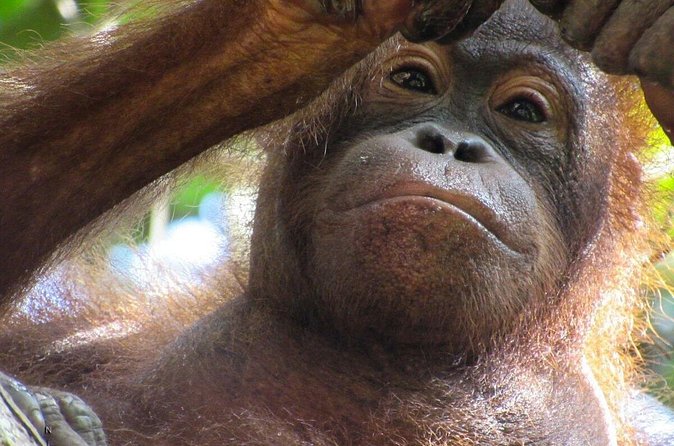 Day Trip Sepilok Orang-utan And City Tour (Flight Excluded) - Lunch and the Sandakan city stops