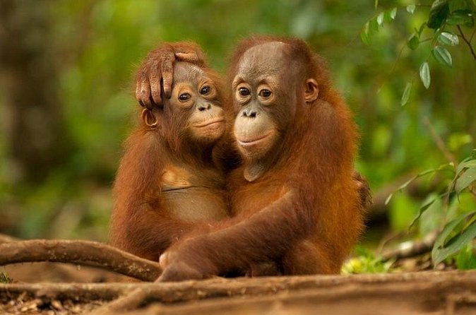 Day Trip Sepilok Orang-utan And City Tour (Flight Excluded) - How good is the guide service?