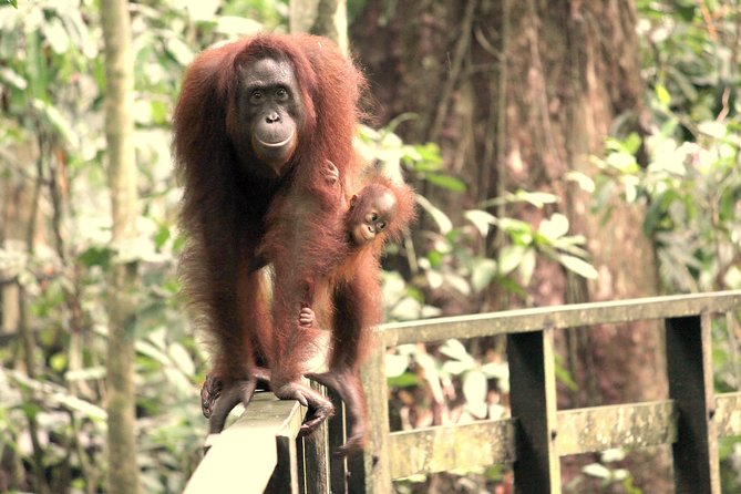 Day Trip Sepilok Orang-utan And City Tour (Flight Excluded) - What the $118.80 price really covers