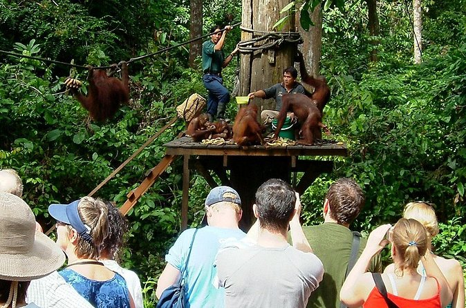 Day Trip Sepilok Orang-utan And City Tour (Flight Excluded) - Who should book this day?