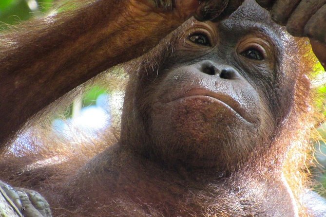 Day Trip Sepilok Orang-utan And City Tour (Flight Excluded) - Should you book the Sepilok and Sandakan tour?