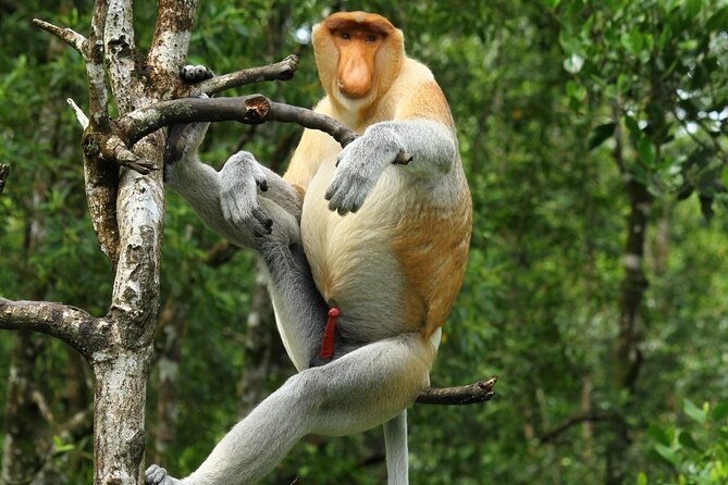Day Trip Sepilok Orang Utan & Proboscis Monkey (Flight Excluded) - Key points at a glance
