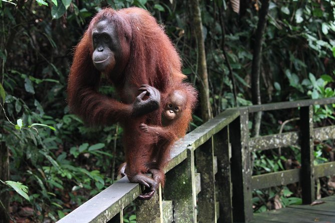 Day Trip Sepilok Orang Utan & Proboscis Monkey (Flight Excluded) - Three Borneo animals before dinner