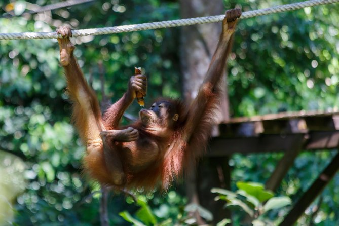 Day Trip Sepilok Orang Utan & Proboscis Monkey (Flight Excluded) - A close look at Borneo’s small sunbears