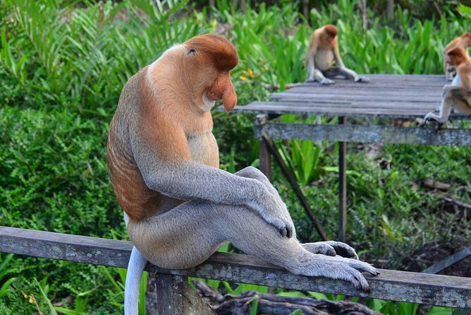 Day Trip Sepilok Orang Utan & Proboscis Monkey (Flight Excluded) - Labuk Bay and the peculiar proboscis monkey