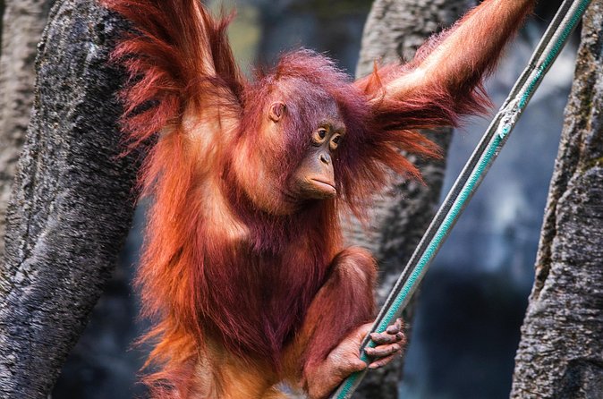 Day Trip Sepilok Orang Utan & Proboscis Monkey (Flight Excluded) - The 4:30 am start and flight puzzle