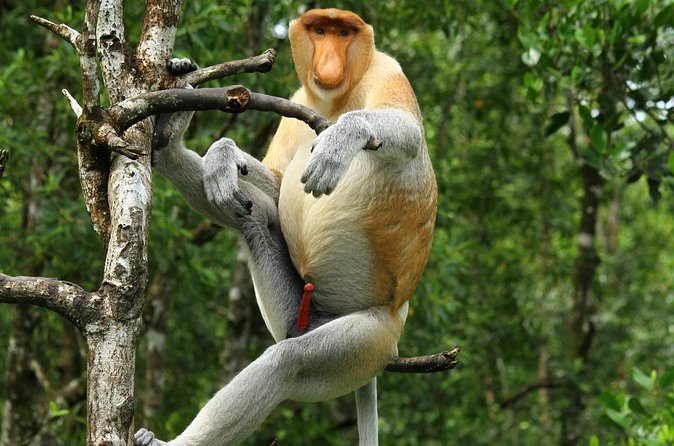 Day Trip Sepilok Orang Utan & Proboscis Monkey (Flight Excluded) - Is $176 a fair price?