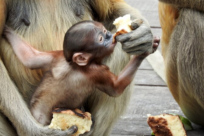 Day Trip Sepilok Orang Utan & Proboscis Monkey (Flight Excluded) - Who will enjoy this wildlife day?